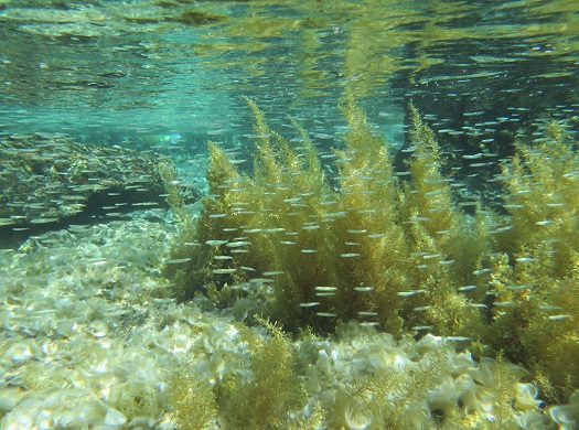 Macroalgae in the Gulf of Aqaba are important coastal habitats that provide shelter to fish and other organisms there.